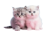 Animals & Pets